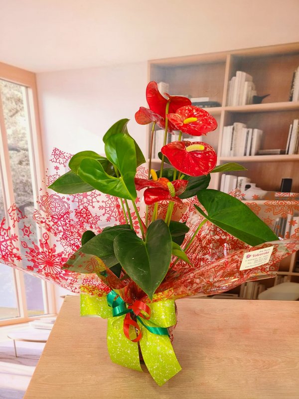 Anthurium Rojo Elegante  - Pasión Natural