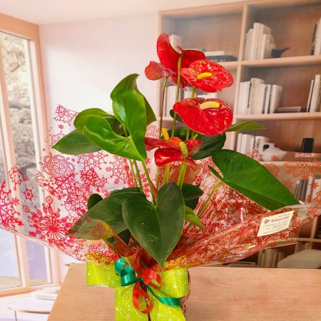 Anthurium Rojo Elegante  - Pasión Natural