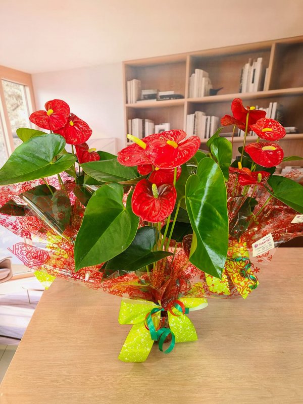 Anthurium Rojo Elegante  - Pasión Natural