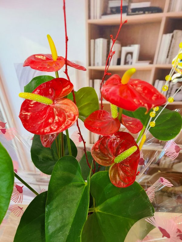 Anthurium Rojo Elegante  - Pasión Natural