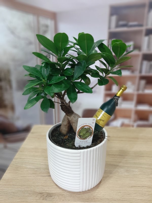 Bonsai Ginseng