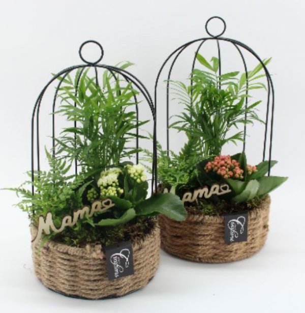Cesta cde plantas Naturaleza Viva