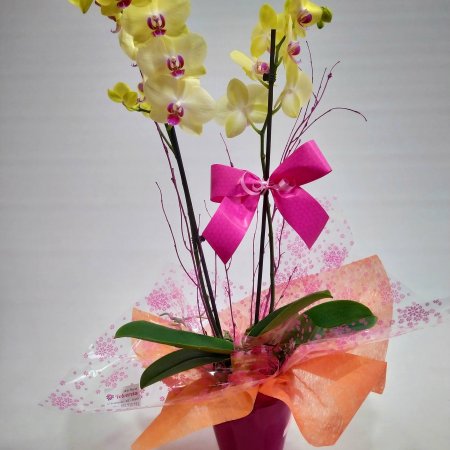Orquídea amarilla con tiesto de cerámica