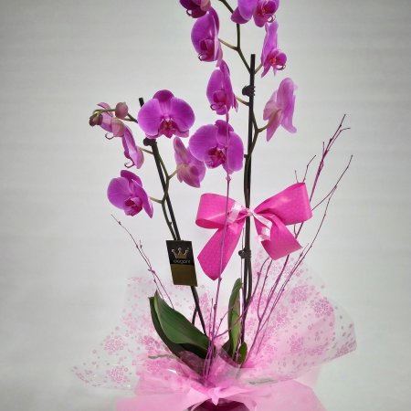 Orquídea fucsia con tiesto de cerámica