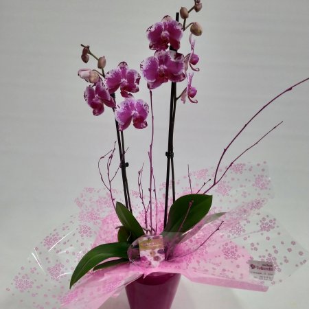 Orquídea fucsia y blanca con tiesto de cerámica