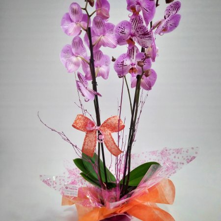 Orquídea malva con tiesto de cerámica