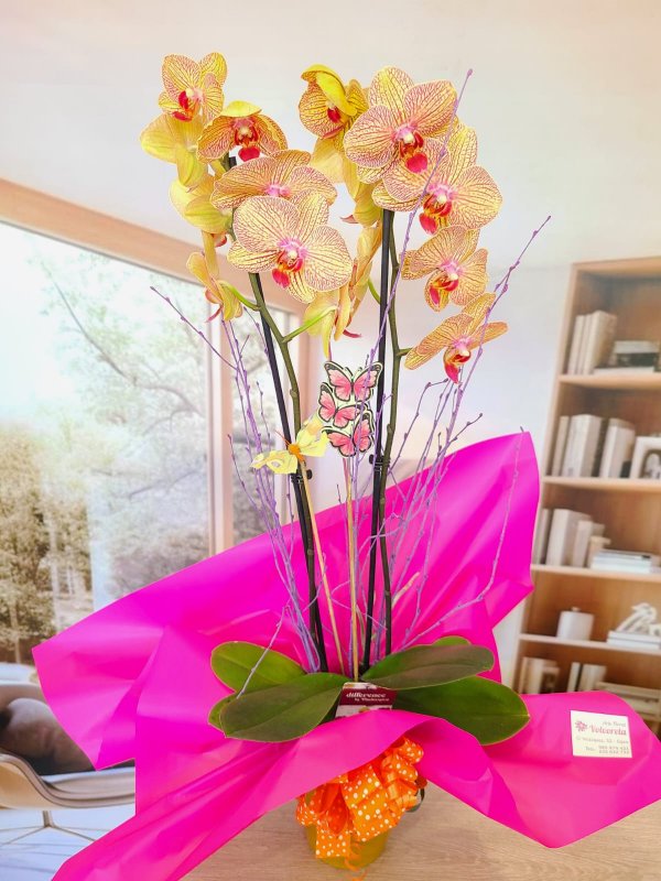 Orquídea Naranja Vibrante con Maceta de Cerámica Elegante
