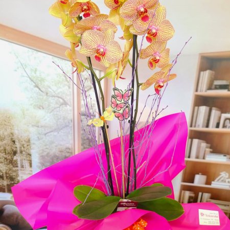 Orquídea Naranja Vibrante con Maceta de Cerámica Elegante