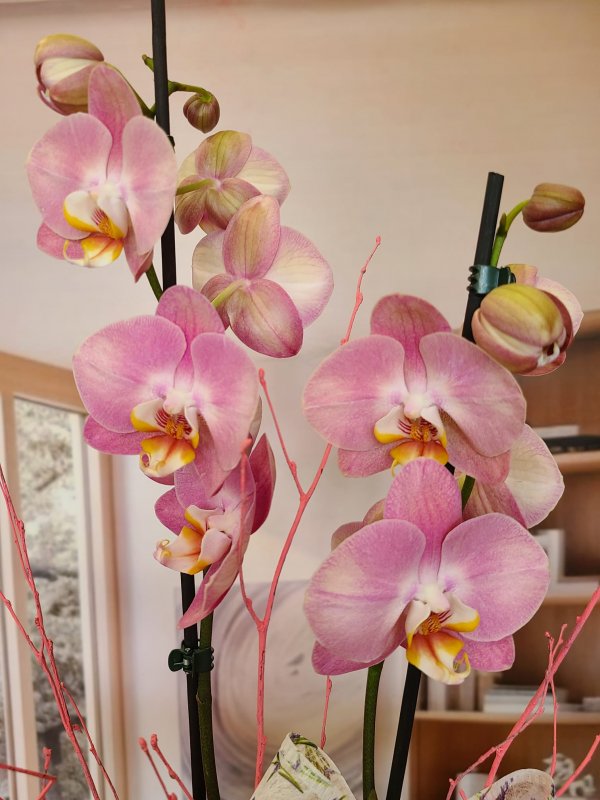 Orquídea Rosa Delicada con Maceta de Cerámica Elegante