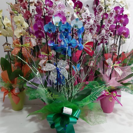 Orquídeas variadas con tiesto de cerámica