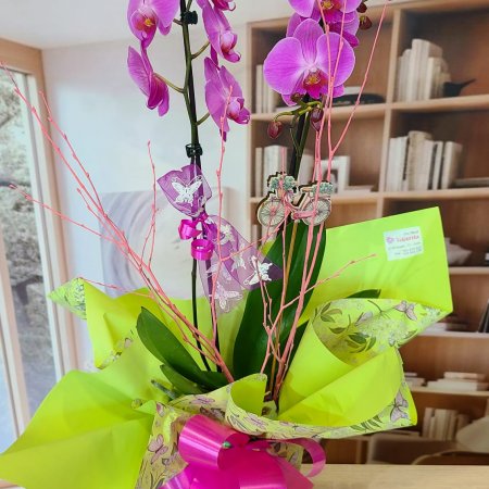 Orquídea Phalaenopsis morada en maceta de cerámica decorativa