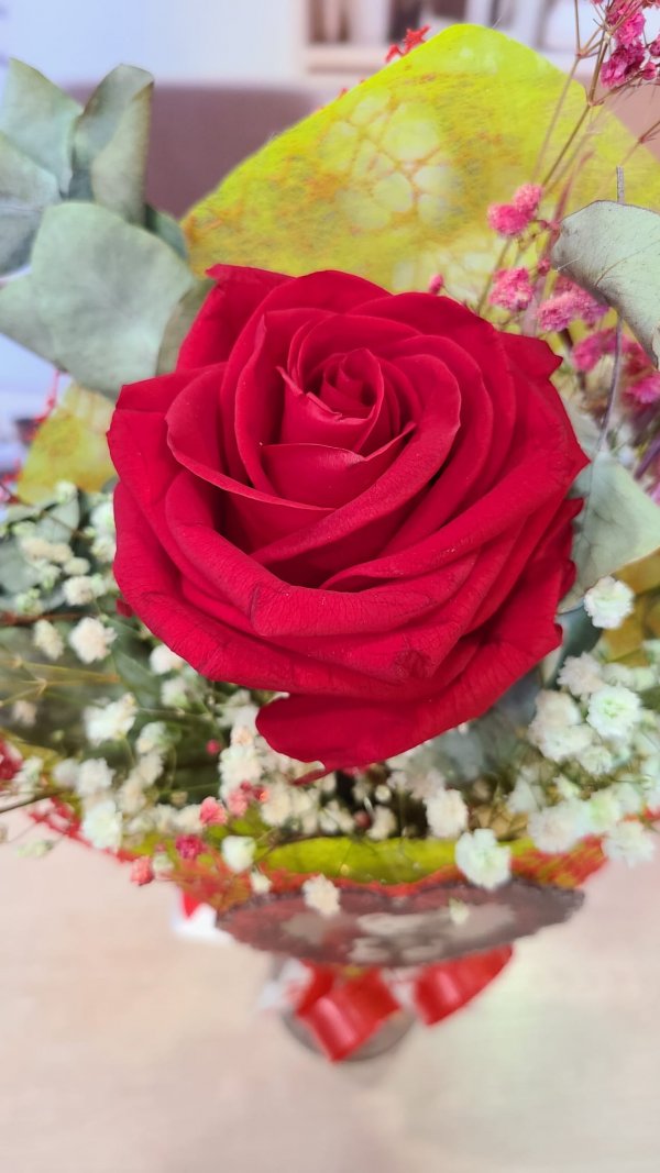 Rosa Roja Preservada con Osito en Corazón